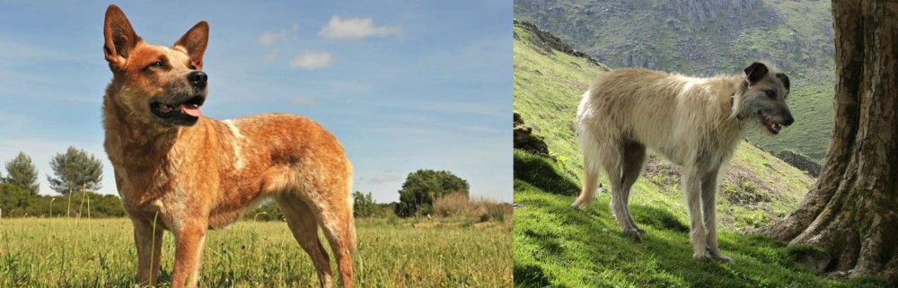 Lurcher vs Australian Red Heeler - Breed Comparison