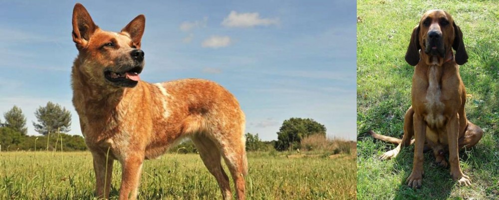 Majestic Tree Hound vs Australian Red Heeler - Breed Comparison
