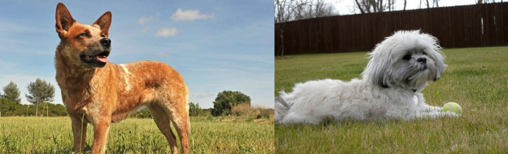 Mal-Shi vs Australian Red Heeler - Breed Comparison