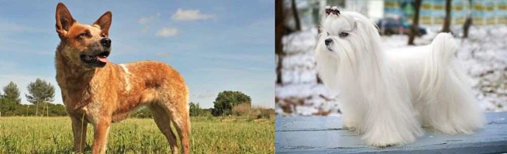 Maltese vs Australian Red Heeler - Breed Comparison