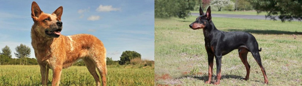 Manchester Terrier vs Australian Red Heeler - Breed Comparison