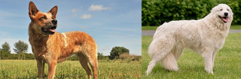 Maremma Sheepdog vs Australian Red Heeler - Breed Comparison