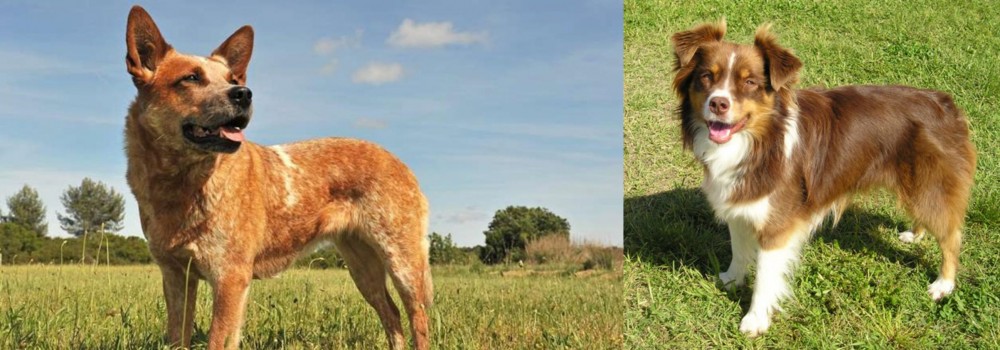 Miniature Australian Shepherd vs Australian Red Heeler - Breed Comparison