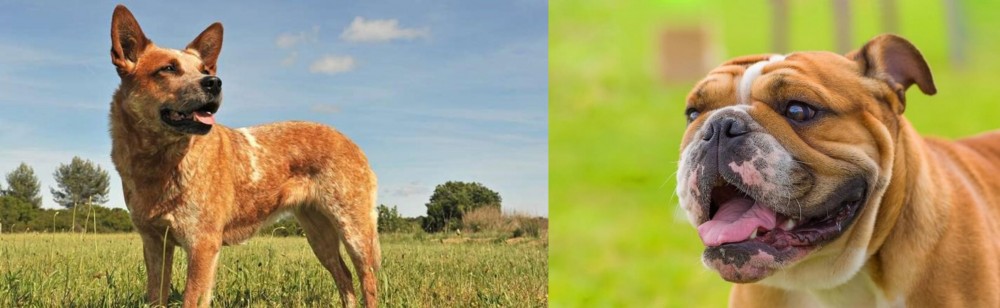 Miniature English Bulldog vs Australian Red Heeler - Breed Comparison