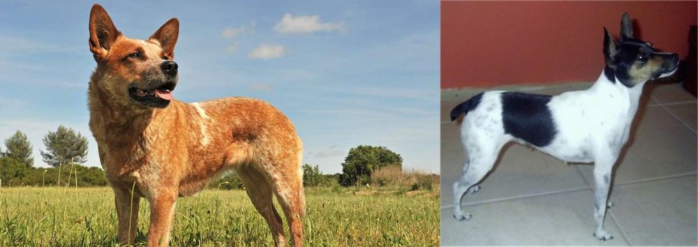 Miniature Fox Terrier vs Australian Red Heeler - Breed Comparison