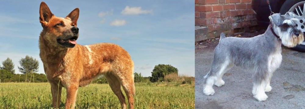Miniature Schnauzer vs Australian Red Heeler - Breed Comparison