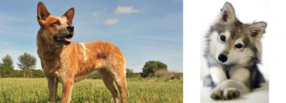 Miniature Siberian Husky vs Australian Red Heeler - Breed Comparison