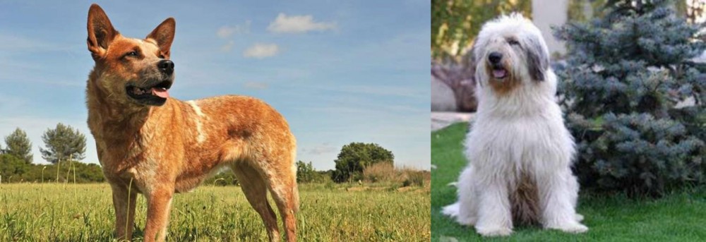 Mioritic Sheepdog vs Australian Red Heeler - Breed Comparison
