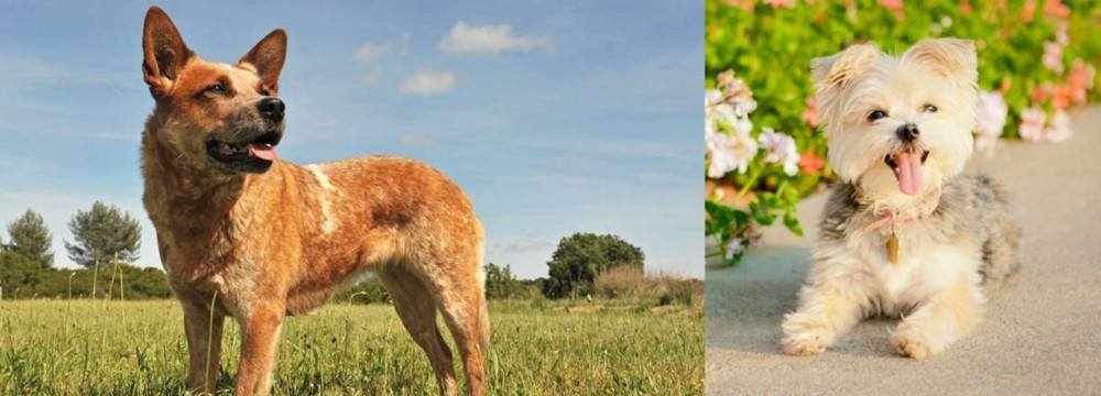 Morkie vs Australian Red Heeler - Breed Comparison