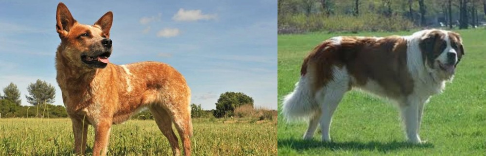 Moscow Watchdog vs Australian Red Heeler - Breed Comparison