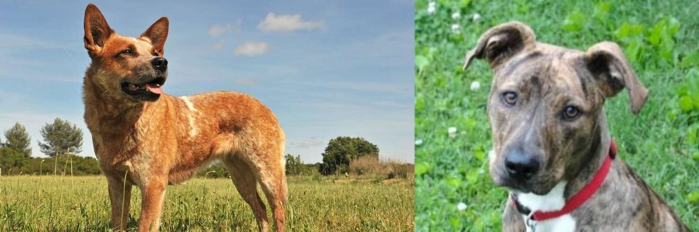 Mountain Cur vs Australian Red Heeler - Breed Comparison