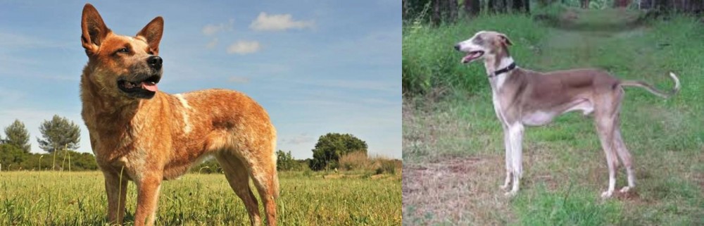 Mudhol Hound vs Australian Red Heeler - Breed Comparison