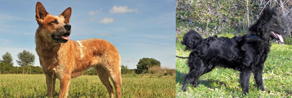 Mudi vs Australian Red Heeler - Breed Comparison