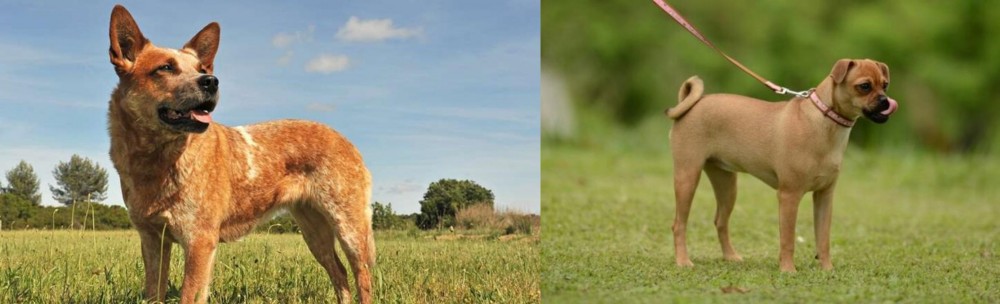 Muggin vs Australian Red Heeler - Breed Comparison