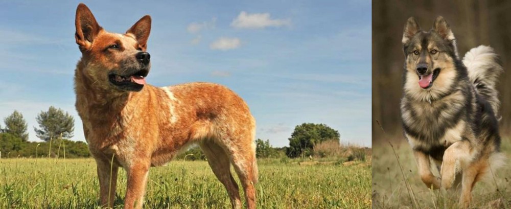 Native American Indian Dog vs Australian Red Heeler - Breed Comparison