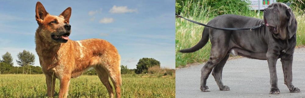 Neapolitan Mastiff vs Australian Red Heeler - Breed Comparison