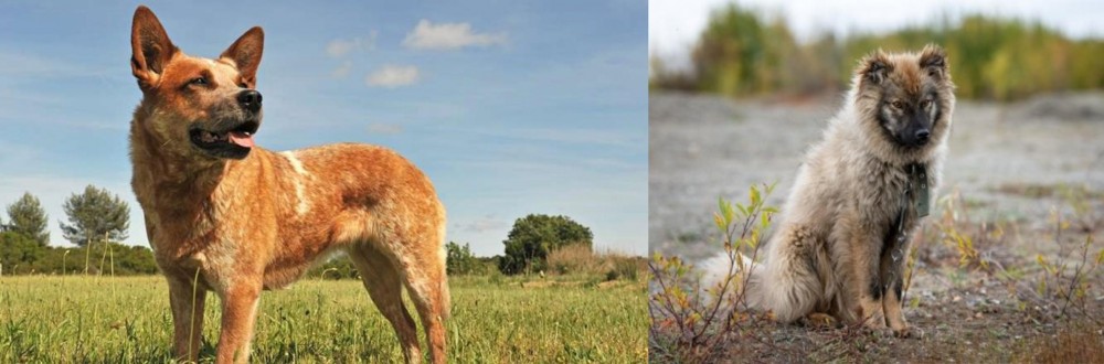 Nenets Herding Laika vs Australian Red Heeler - Breed Comparison