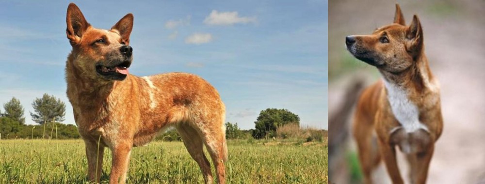 New Guinea Singing Dog vs Australian Red Heeler - Breed Comparison