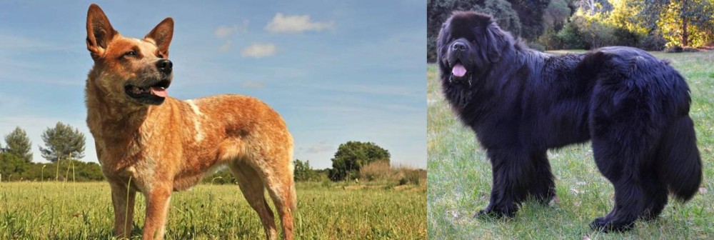 Newfoundland Dog vs Australian Red Heeler - Breed Comparison