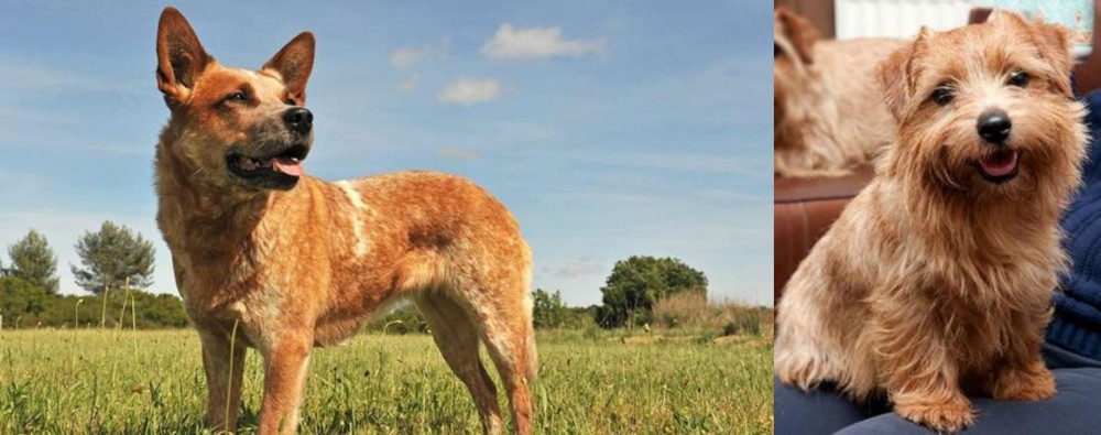 Norfolk Terrier vs Australian Red Heeler - Breed Comparison