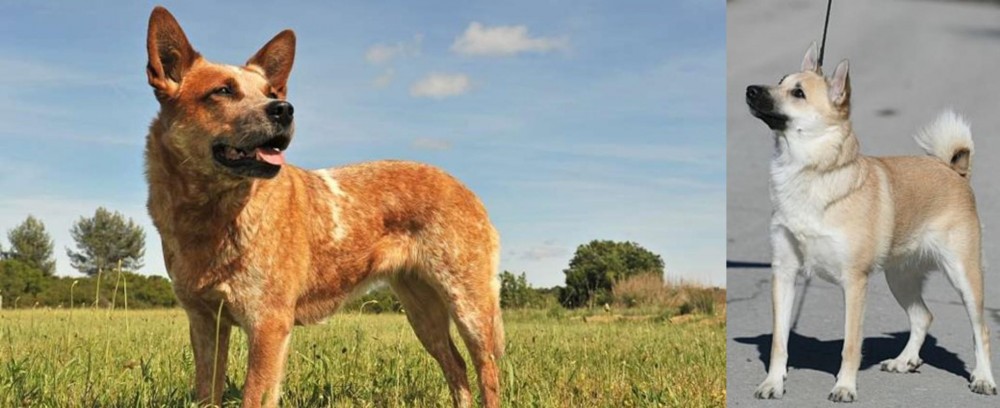 Norwegian Buhund vs Australian Red Heeler - Breed Comparison