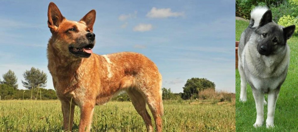 Norwegian Elkhound vs Australian Red Heeler - Breed Comparison