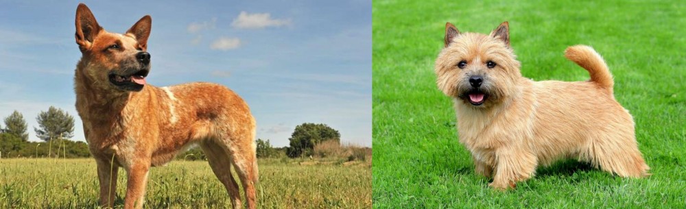 Norwich Terrier vs Australian Red Heeler - Breed Comparison