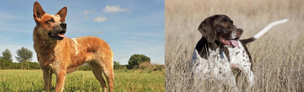 Old Danish Pointer vs Australian Red Heeler - Breed Comparison