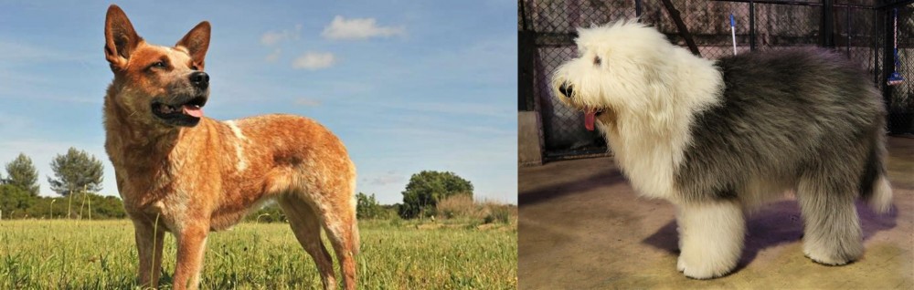 Old English Sheepdog vs Australian Red Heeler - Breed Comparison