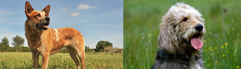 Otterhound vs Australian Red Heeler - Breed Comparison