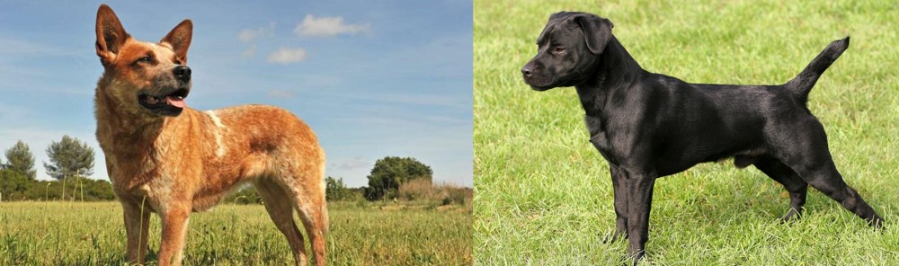 Patterdale Terrier vs Australian Red Heeler - Breed Comparison
