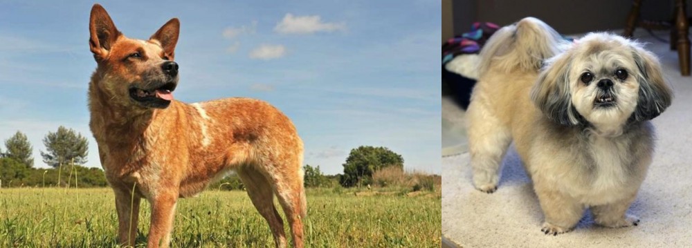 PekePoo vs Australian Red Heeler - Breed Comparison
