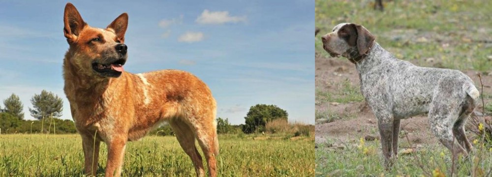 Perdiguero de Burgos vs Australian Red Heeler - Breed Comparison