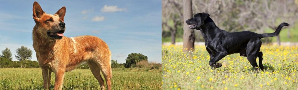 Perro de Pastor Mallorquin vs Australian Red Heeler - Breed Comparison