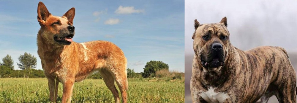 Perro de Presa Canario vs Australian Red Heeler - Breed Comparison