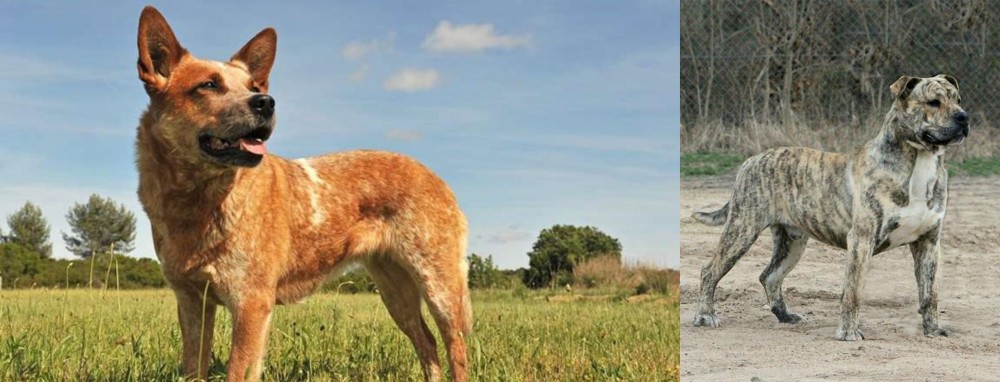 Perro de Presa Mallorquin vs Australian Red Heeler - Breed Comparison