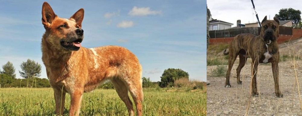 Perro de Toro vs Australian Red Heeler - Breed Comparison