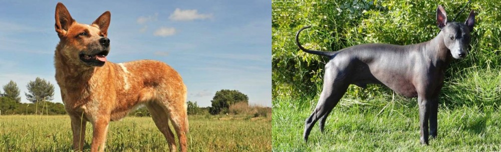 Peruvian Hairless vs Australian Red Heeler - Breed Comparison