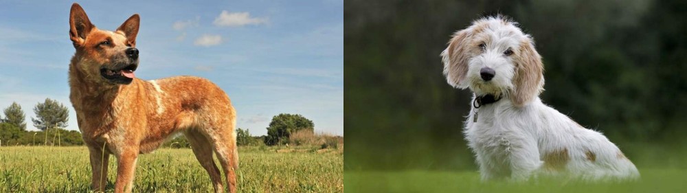 Petit Basset Griffon Vendeen vs Australian Red Heeler - Breed Comparison