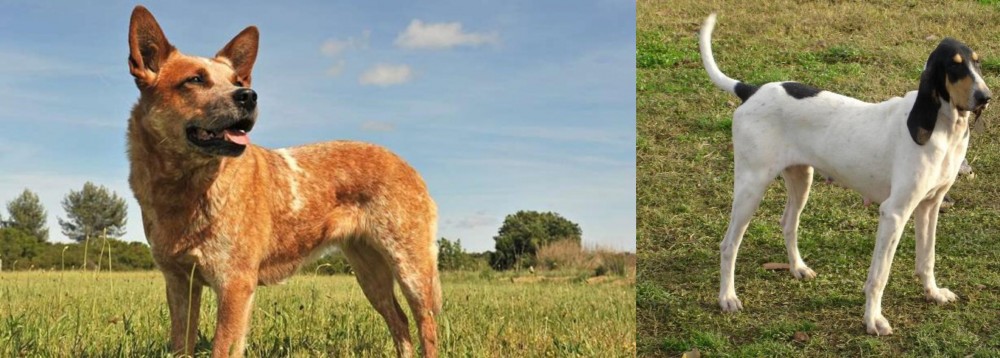 Petit Gascon Saintongeois vs Australian Red Heeler - Breed Comparison