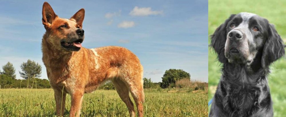Picardy Spaniel vs Australian Red Heeler - Breed Comparison