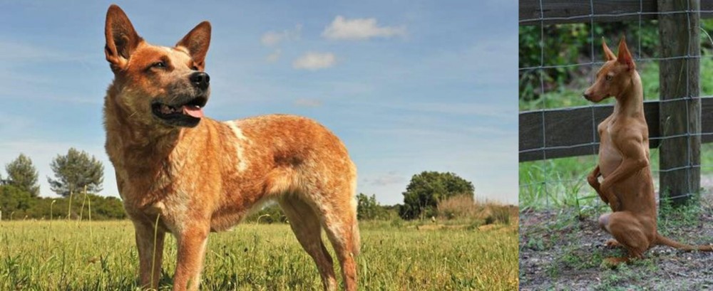 Podenco Andaluz vs Australian Red Heeler - Breed Comparison