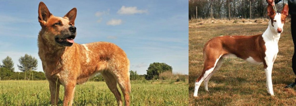 Podenco Canario vs Australian Red Heeler - Breed Comparison