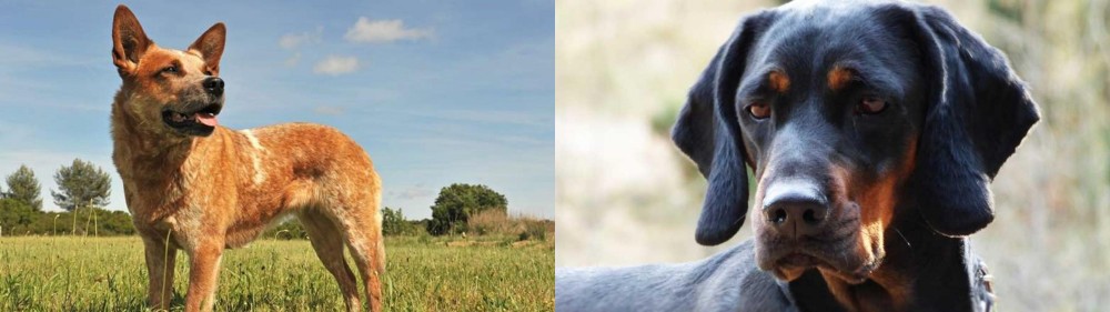 Polish Hunting Dog vs Australian Red Heeler - Breed Comparison
