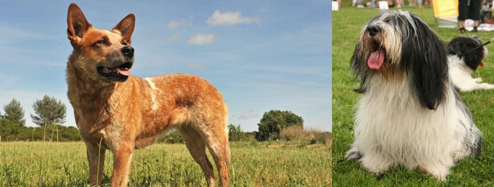 Polish Lowland Sheepdog vs Australian Red Heeler - Breed Comparison