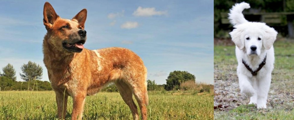 Polish Tatra Sheepdog vs Australian Red Heeler - Breed Comparison