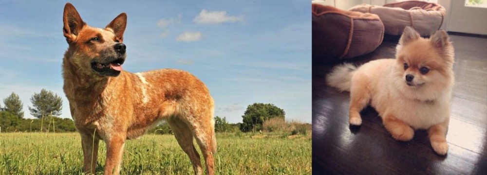 Pomeranian vs Australian Red Heeler - Breed Comparison