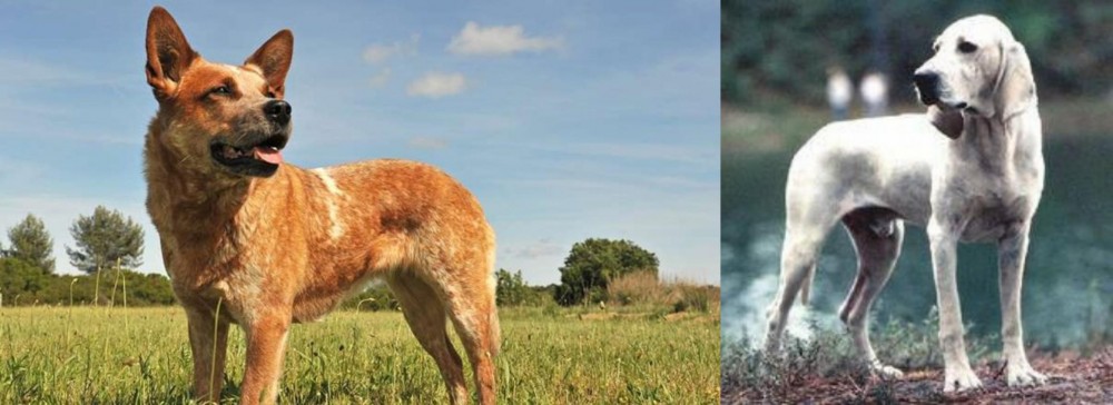 Porcelaine vs Australian Red Heeler - Breed Comparison