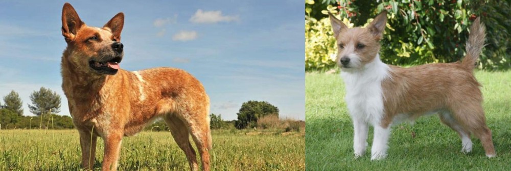 Portuguese Podengo vs Australian Red Heeler - Breed Comparison