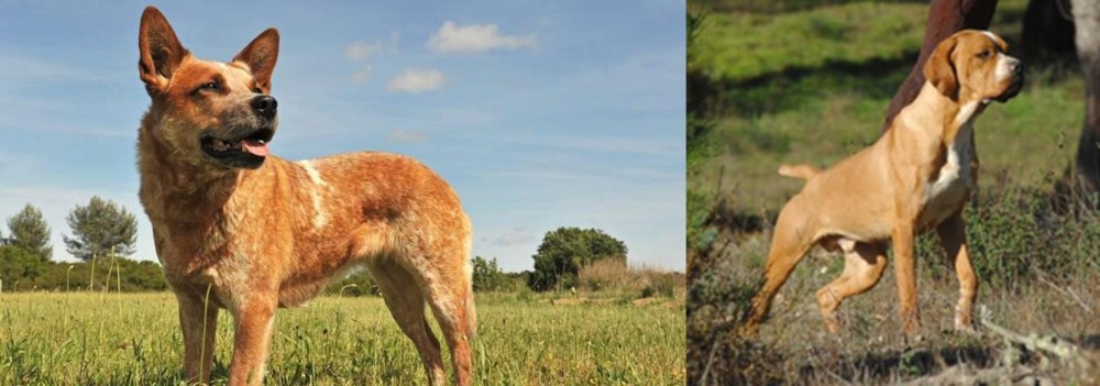 Portuguese Pointer vs Australian Red Heeler - Breed Comparison